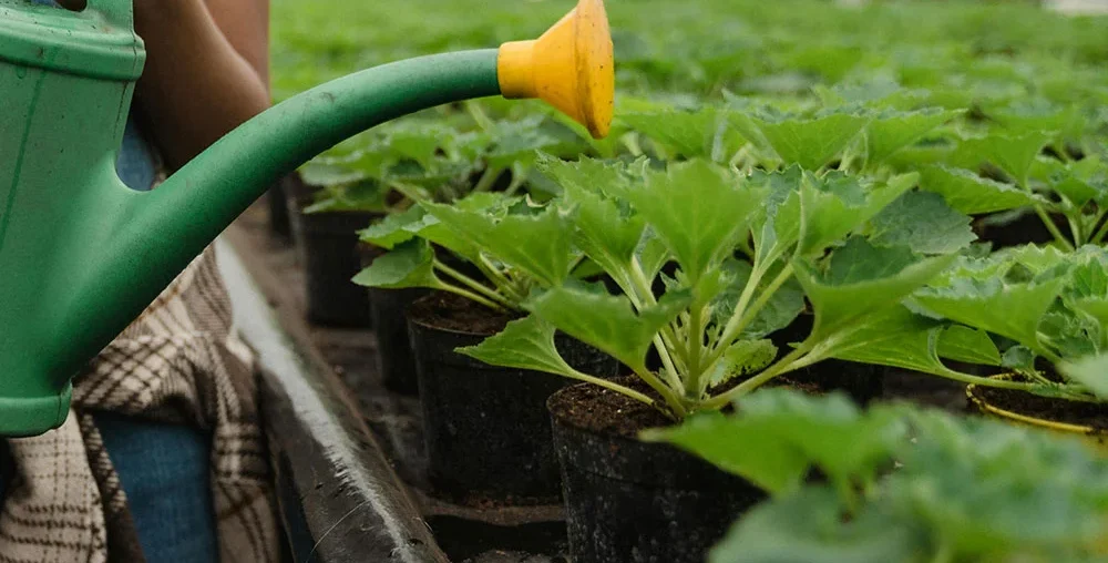 Organic farms avoid toxic inputs, improve soil health, grow clean, sustainable food that supports nature.